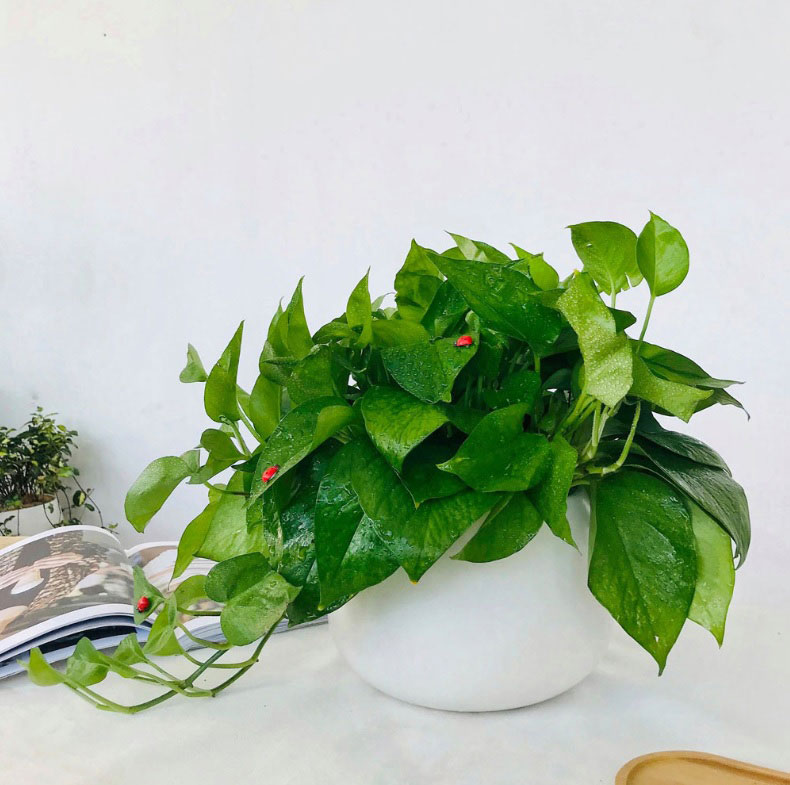 cây cảnh phong thủy
