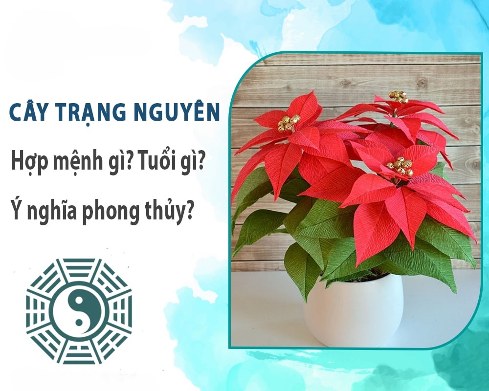 cây trạng nguyên phong thủy