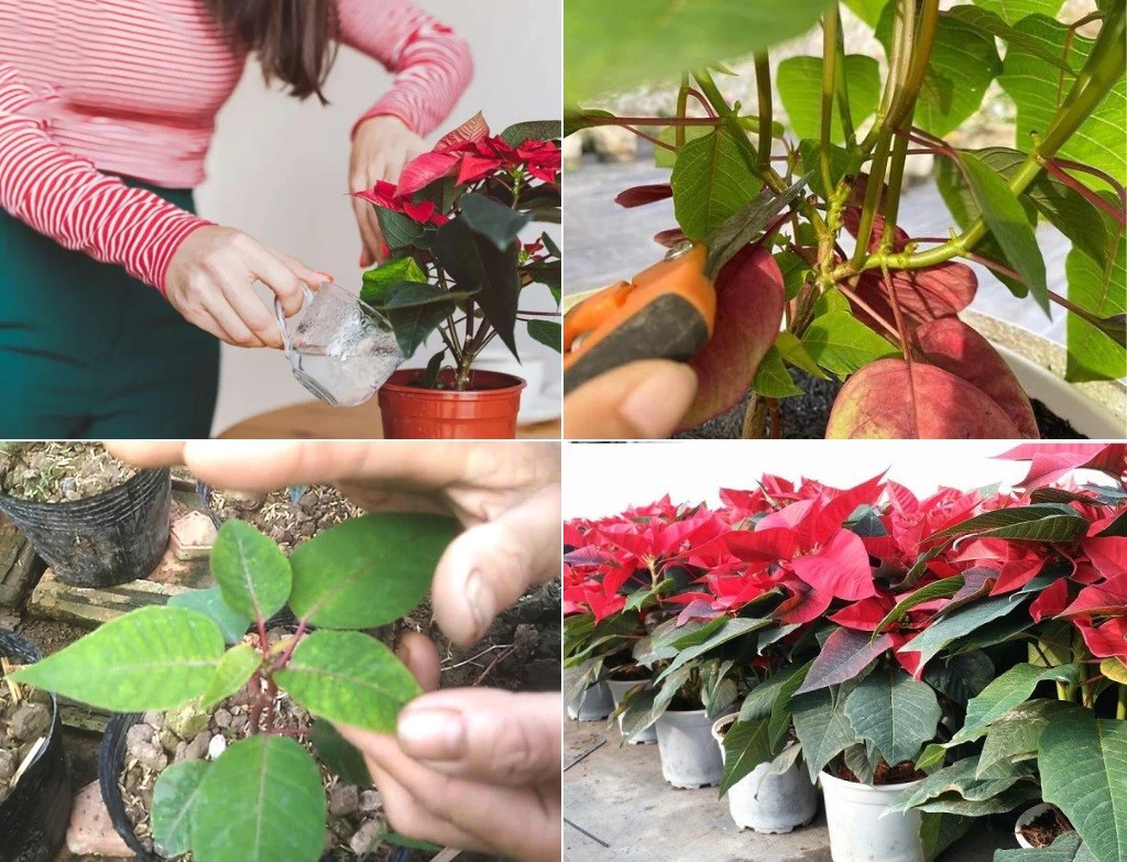 cây tài lộc phong thủy