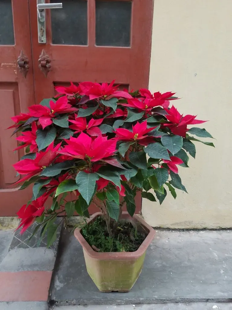 cây trồng trong nhà phong thủy