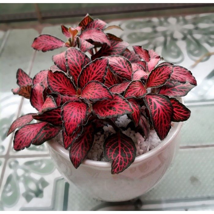 cây phát tài thuỷ sinh