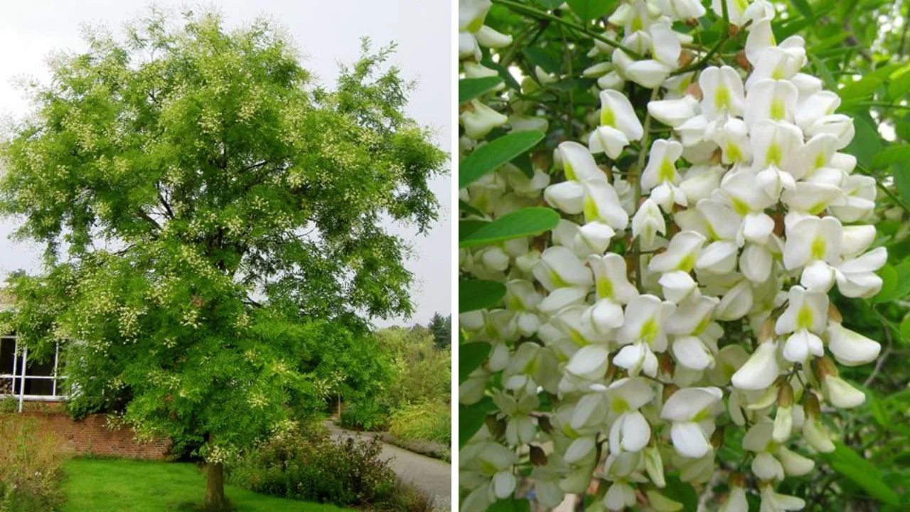 cây trồng trước nhà