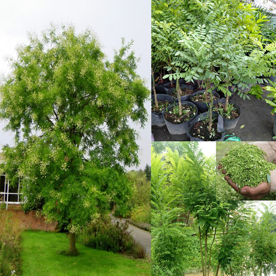 5 loại cây hút tài lộc vào nhà