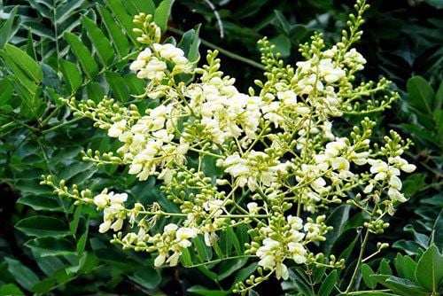 nen trong cay gi truoc nha