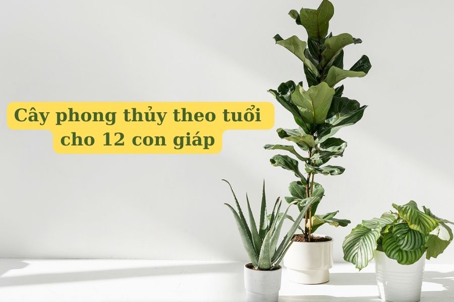 các loại cây phong thuỷ