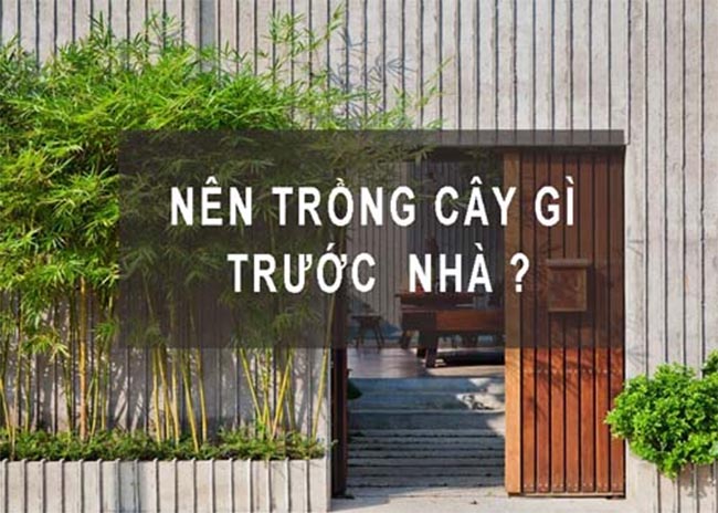 cây trồng trước nhà