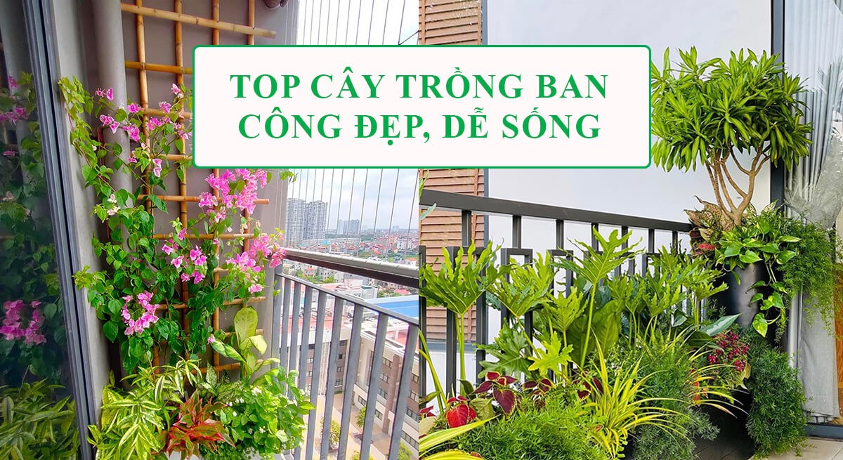 cây phong thủy trồng ngoài ban công