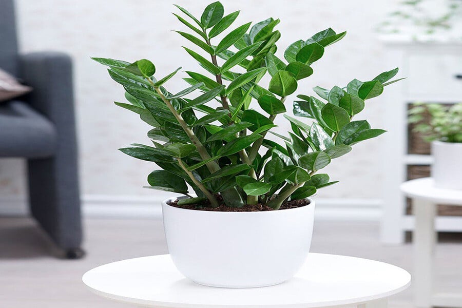 chậu hoa để bàn làm việc