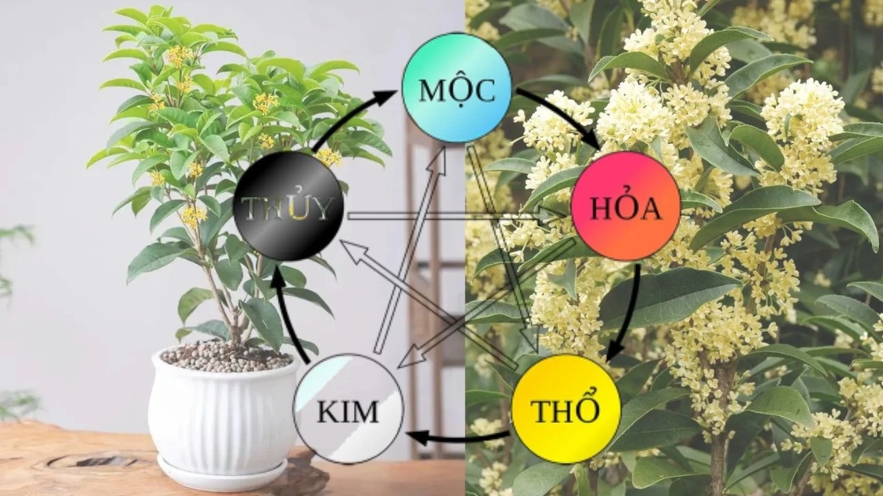 các loại cây phong thuỷ
