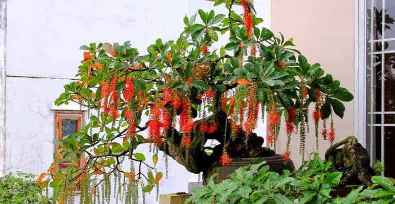 cây cảnh trồng trước nhà