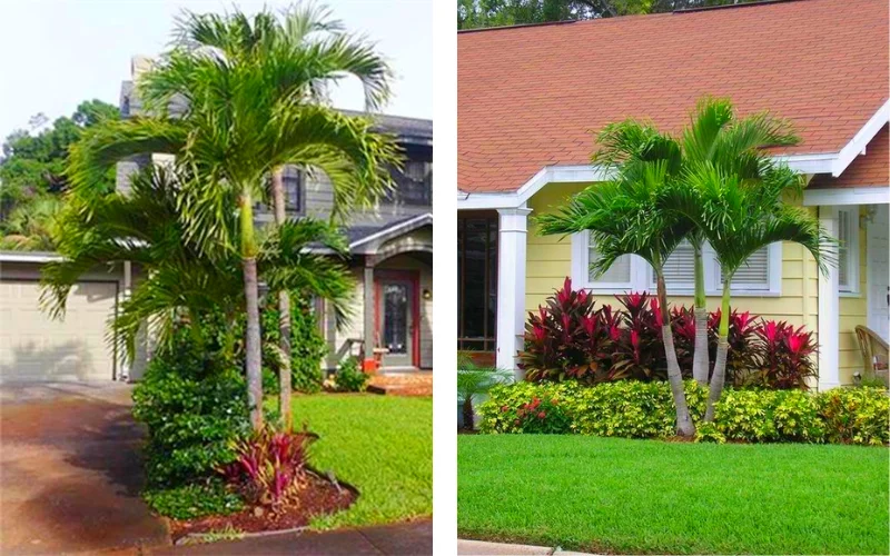 cây cảnh trước nhà