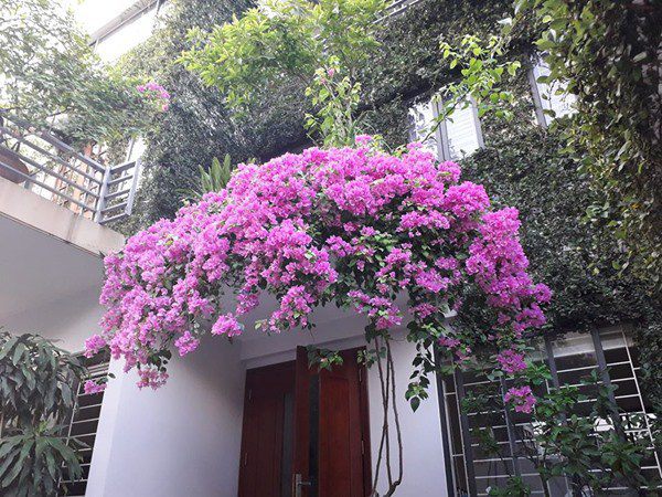 cây hút tài lộc