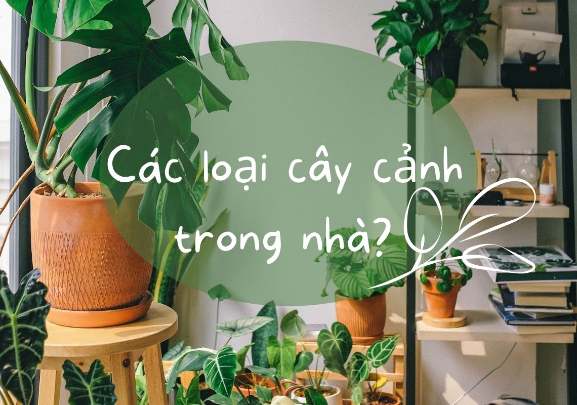 cây may mắn tài lộc