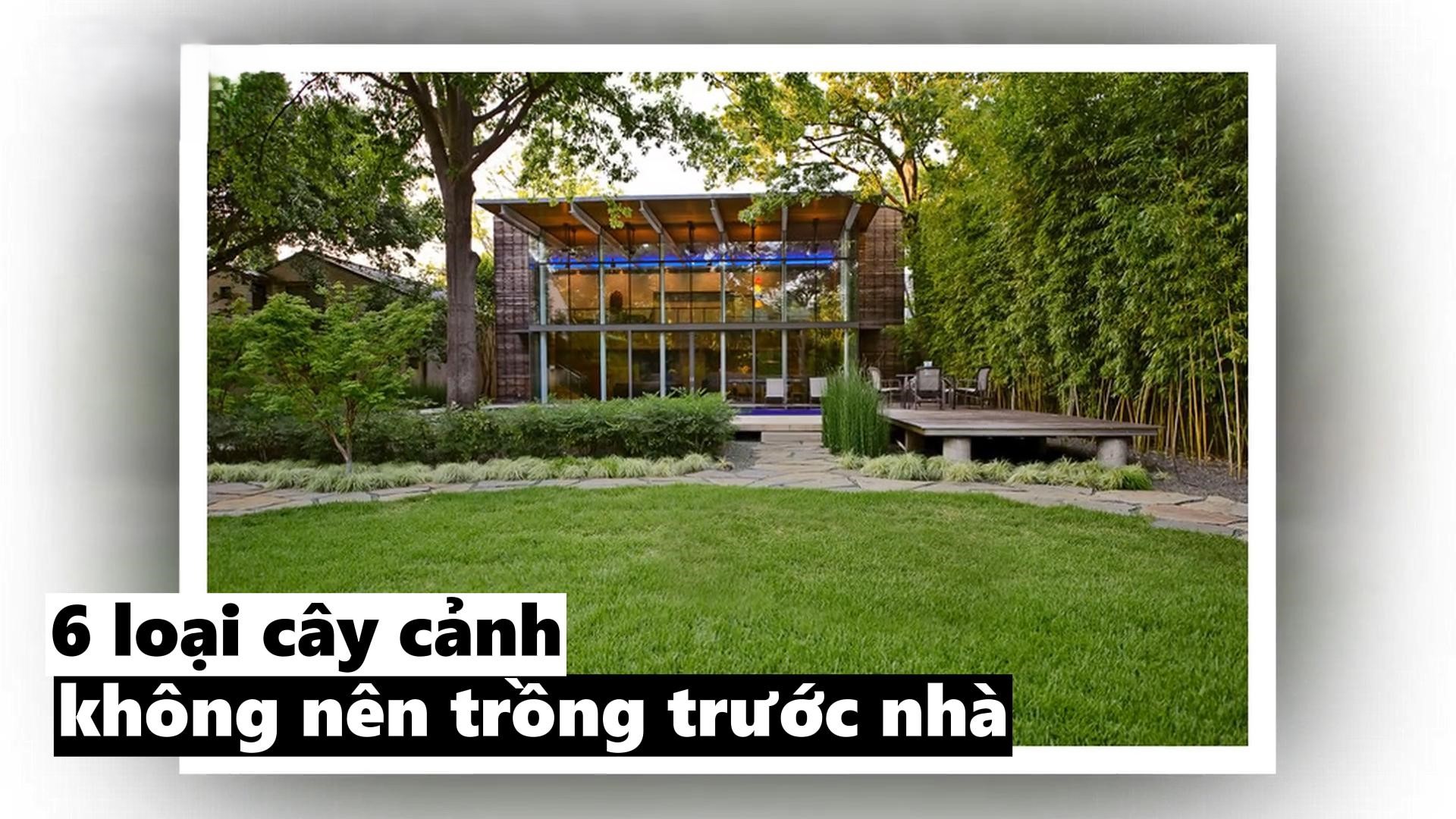 các loại cây phong thuỷ