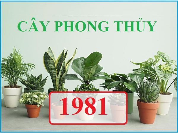 cay canh phong thuy trong nha