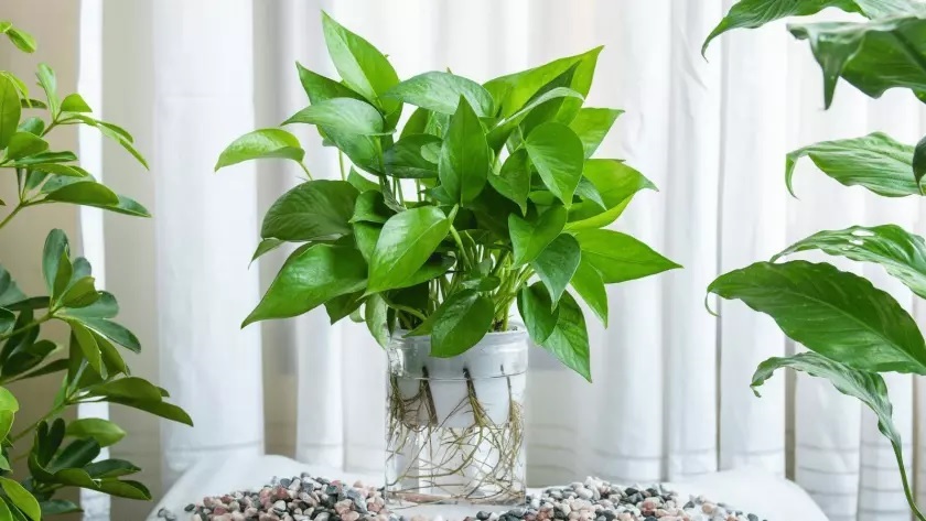 5 loại cây hút tài lộc vào nhà