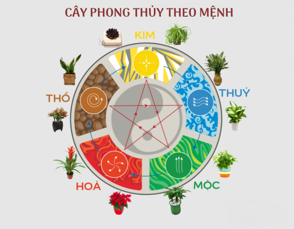 cay xanh phong thuy