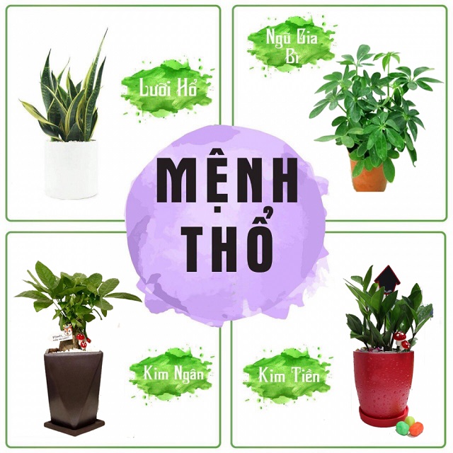 chậu nước phong thủy