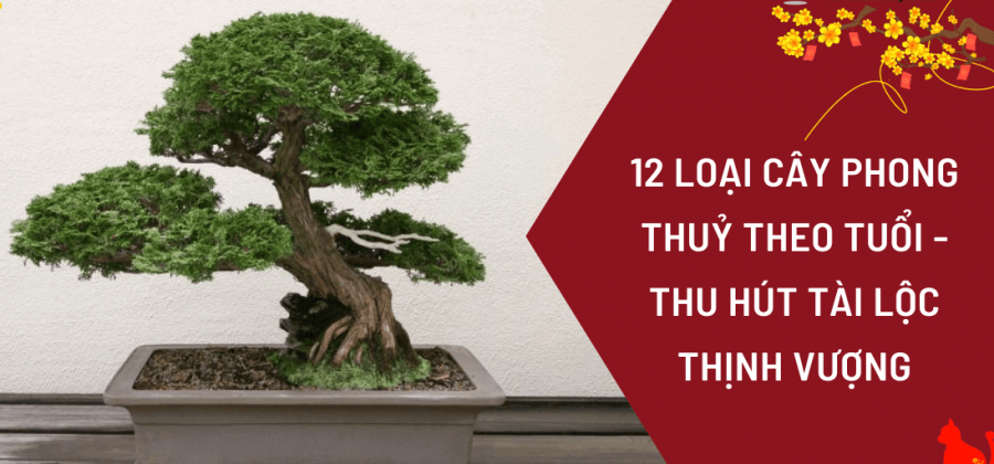 12 Loại Cây Phong Thủy Theo Tuổi Phù Hợp Cho 12 Con Giáp