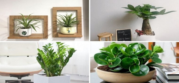 Top 10 Cây Phong Thủy Để Bàn Làm Việc Hút Tài Lộc, May Mắn