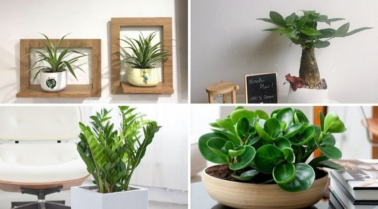 Top 10 Cây Phong Thủy Để Bàn Làm Việc Hút Tài Lộc, May Mắn