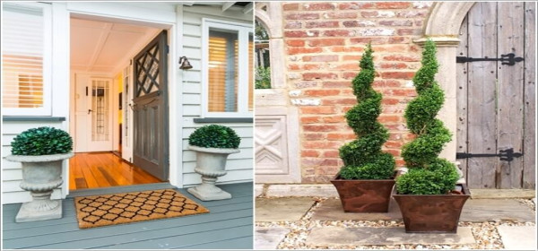 Lợi Ích Trồng Chậu Cây Cảnh Trước Cửa Nhà Trong Phong Thủy