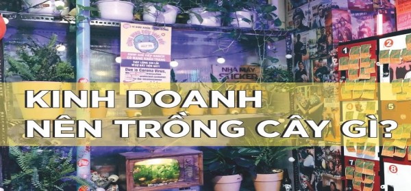 Cây Phong Thủy Trong Kinh Doanh Mang Lại May Mắn Thành Công