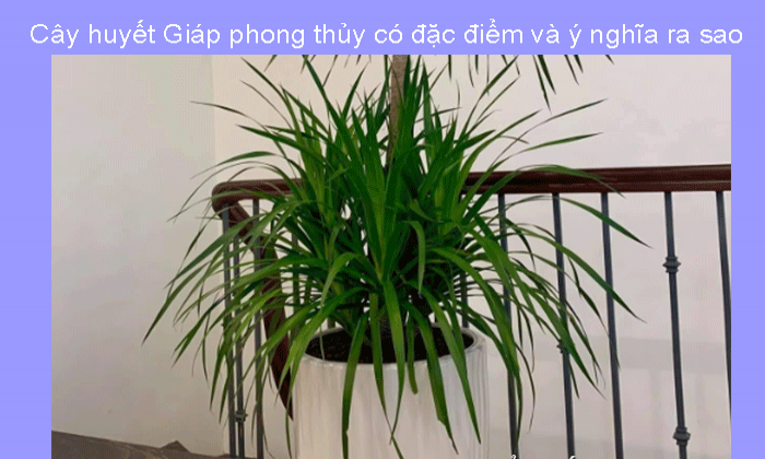 Đặc Điểm Và Ý Nghĩa Cây Huyết Giác Phong Thủy Bạn Nên Biết