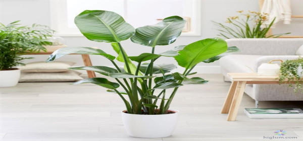 Cây Phong Thuỷ Để Trong Nhà “Nam Châm Hút Tài Lộc Vào Nhà
