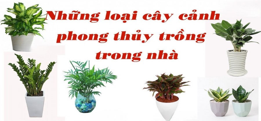 Những Loại Cây Cảnh Phong Thủy Trong Nhà Mang Lại May Mắn