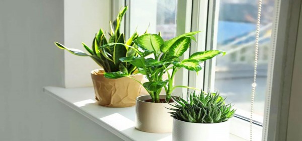 Các Loại Cây Phong Thủy Nên Trồng Trong Nhà Để May Mắn