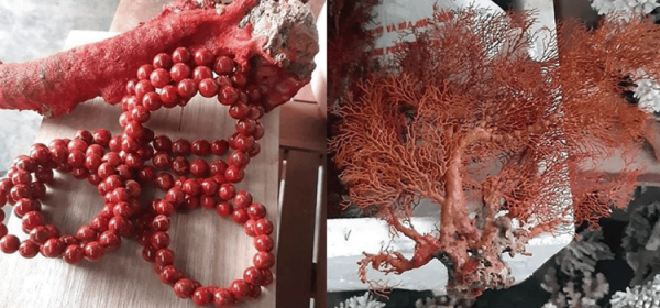 Ý Nghĩa Trang Sức San Hô Đỏ Phong Thủy Và Lưu Ý Khi Dùng