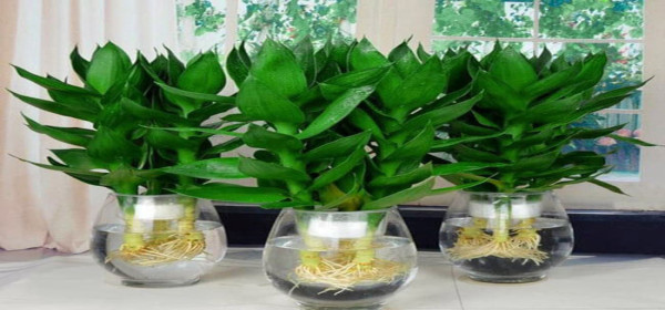 Cây Phát Lộc Thủy Sinh: Biểu Tượng May Mắn Và Tài Lộc