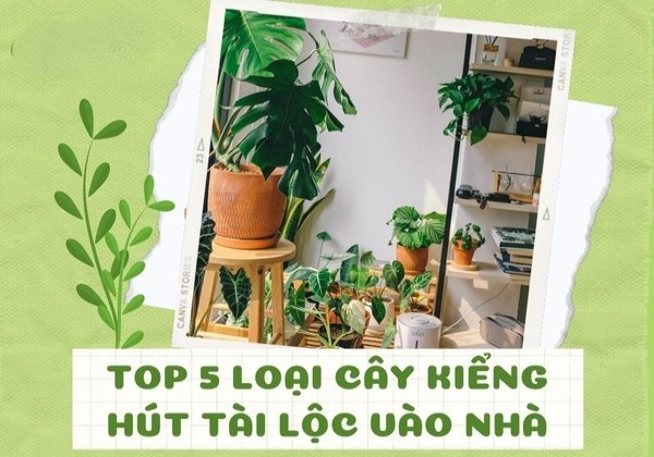 Top 5 Loại Cây Tài Lộc Mang Lại Phong Thủy Tốt Trong Nhà