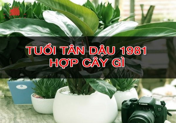 Những Cây Phong Thủy Tuổi Dậu 1981 Trồng Thu Hút May Mắn